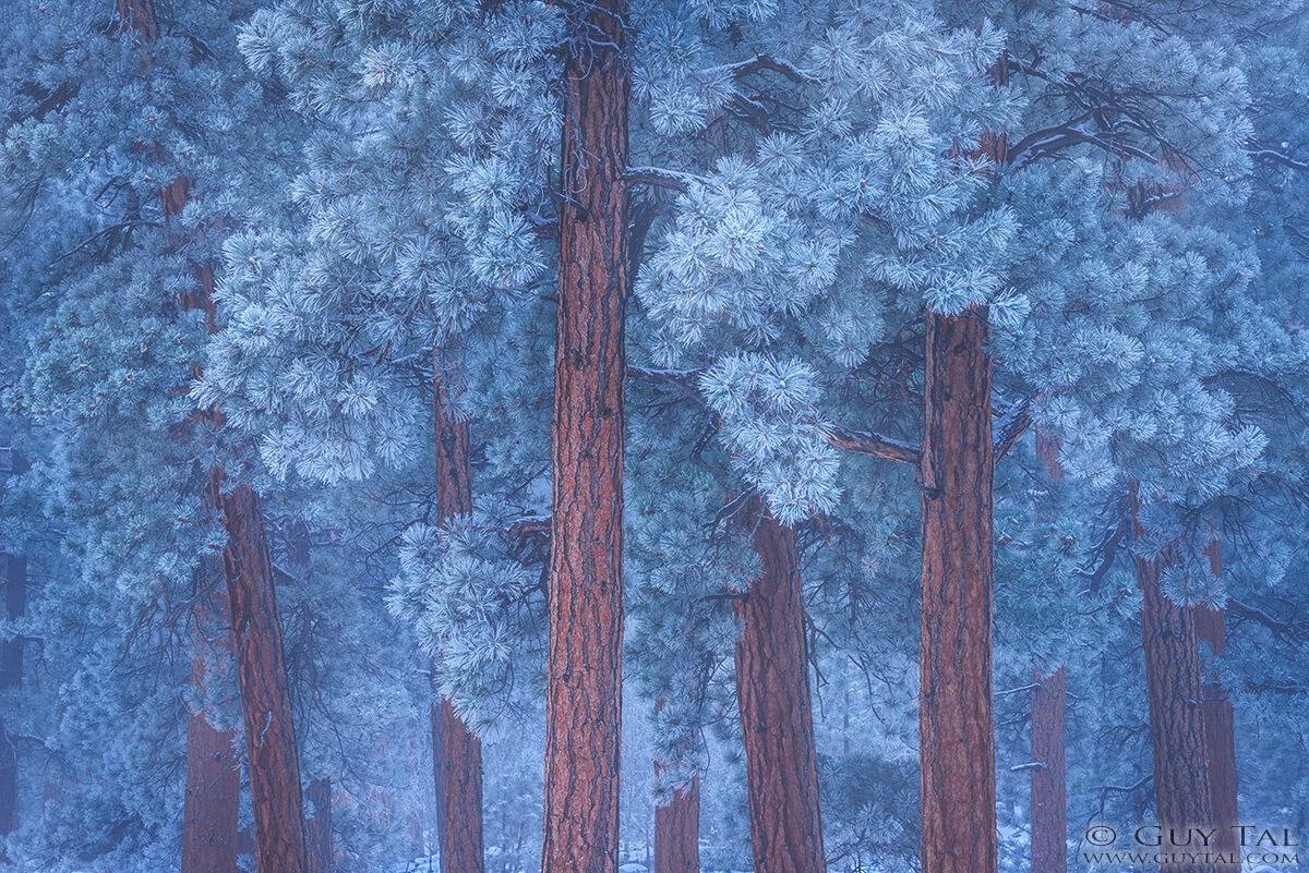 winter trees guy tal