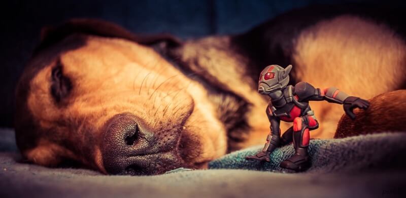 sleeping dog