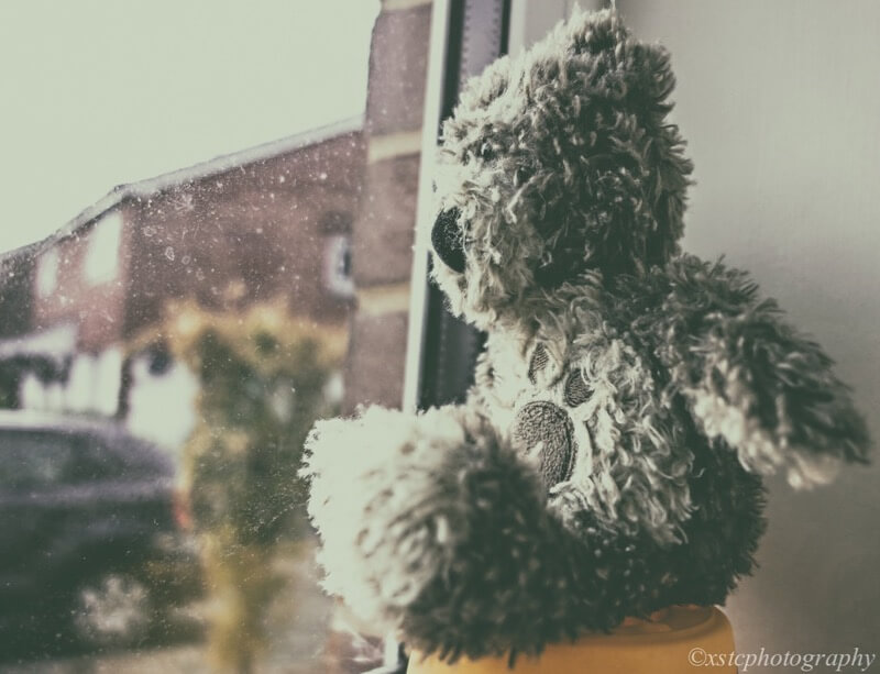 teddy bear