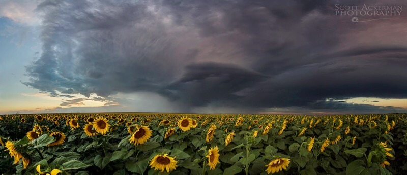 Scott Ackerman - Sunflower and the Storm