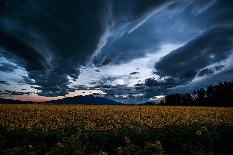 Fotis Mavroudakis - Sunflower field under a stormy sky
