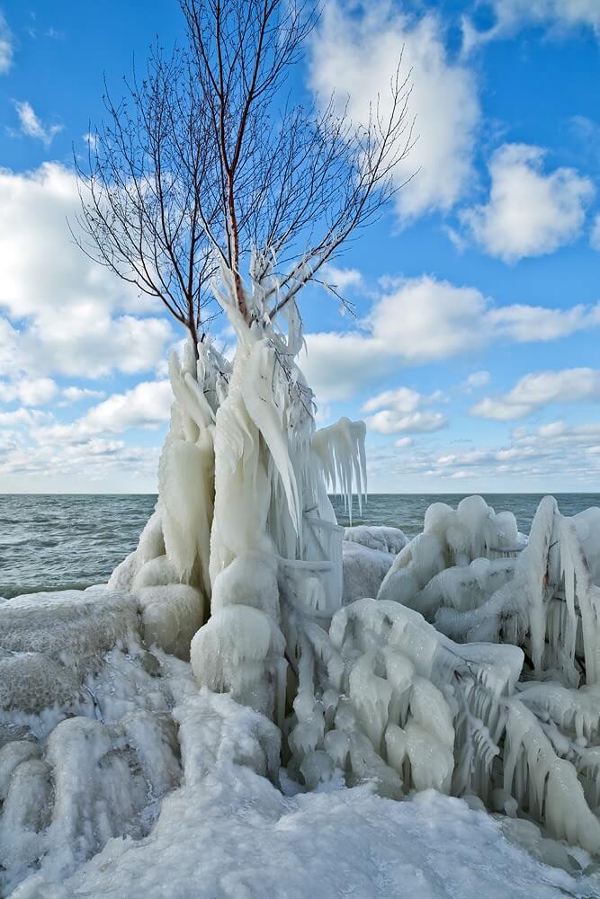 Corrie White frozen tree