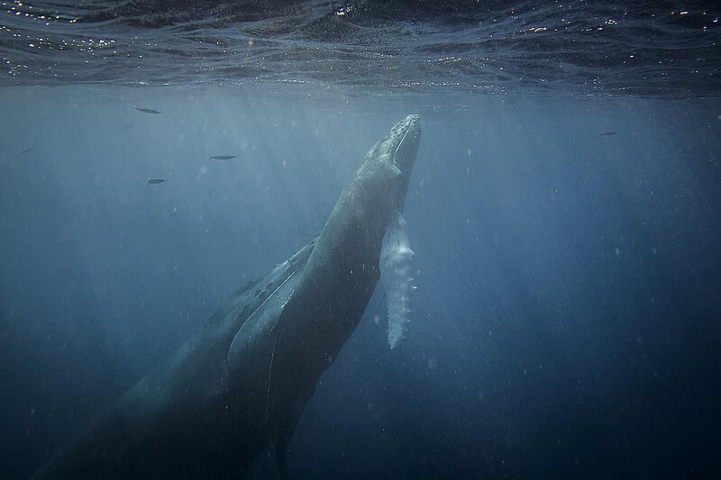 Christopher Michel - Mother and Daughter Humpback
