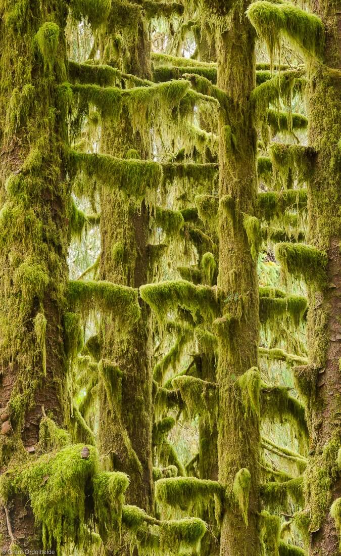 Moss covered trees in the Hoh Rainforest in Washington’s Olympic National Park.