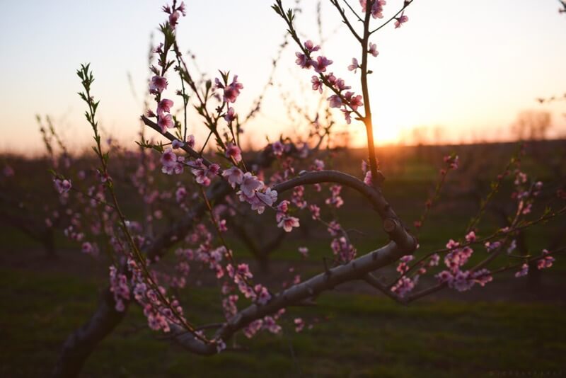 jordan park - peach tree blossoms