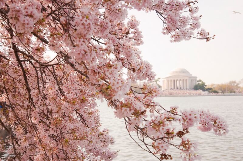 cherry blossoms