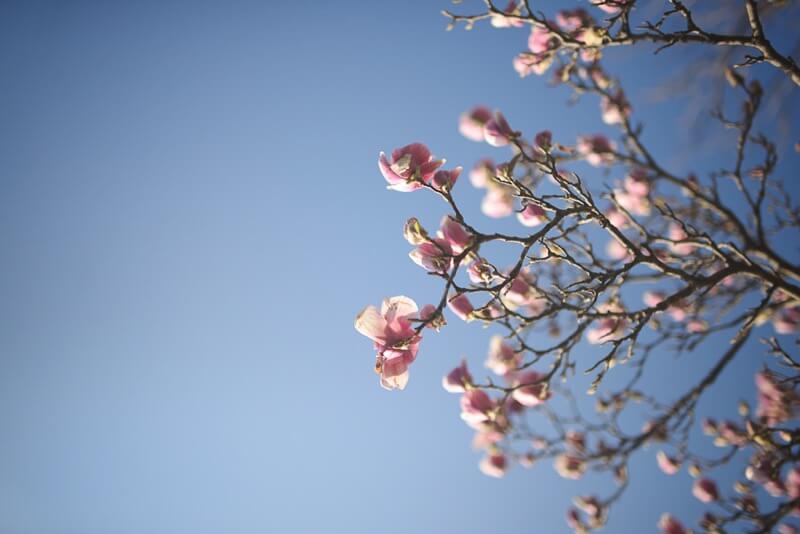 tree in blossom