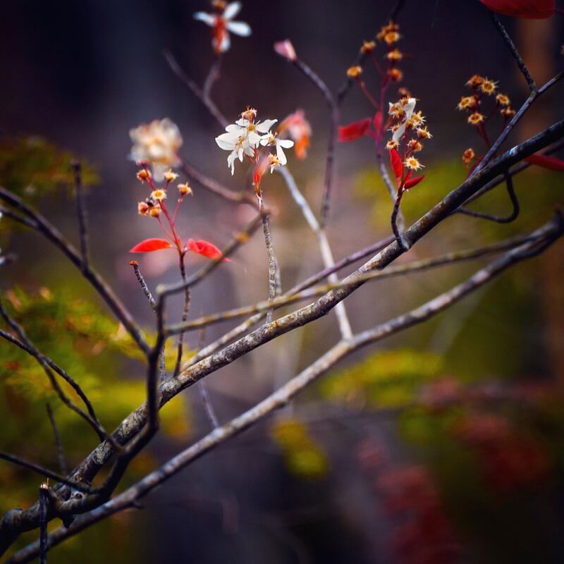 Cherry tree blossoms