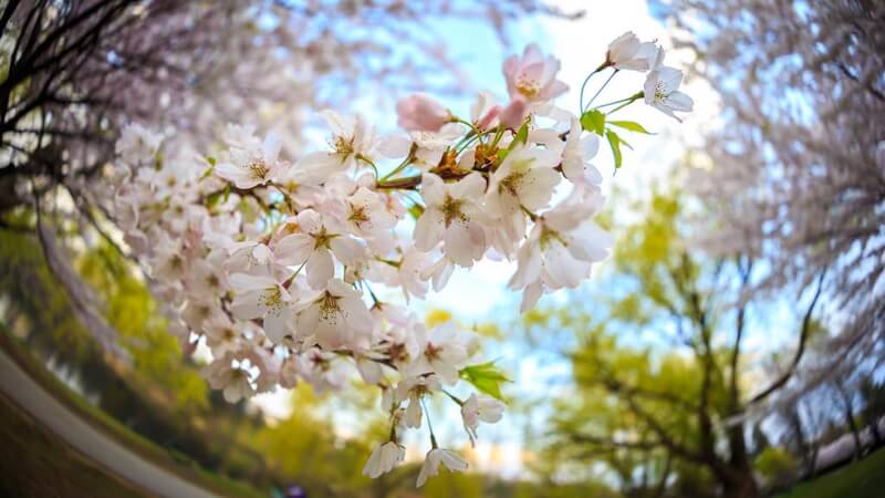 Greg David - Under the Cherry Blossoms