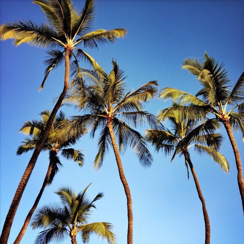 Sharon LuVisi palm trees
