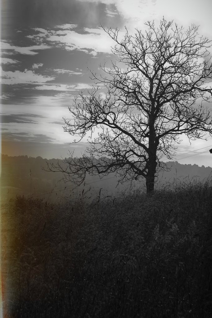 benoit coppin - Drama tree