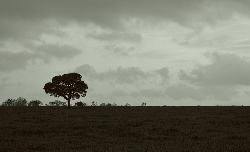 Marco P. - Lonely tree
