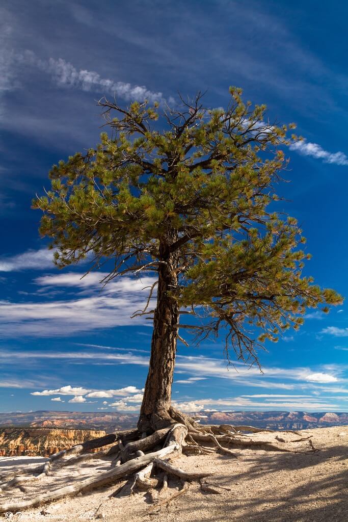 Thad Zajdowicz Bryce Canyon National Park