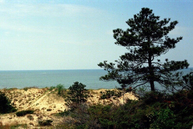 pmvarsa - Dunes with Pine Tree