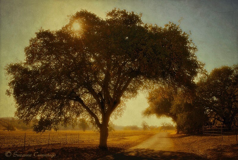 Suzanne Cummings - Cholame Valley Road