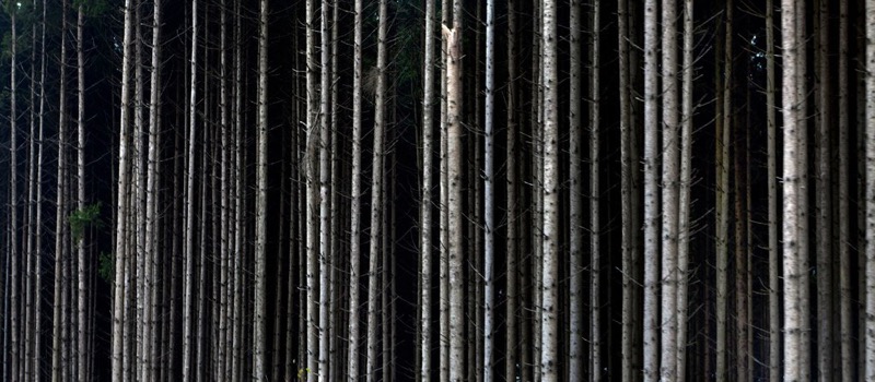 Julio López Saguar - Forest