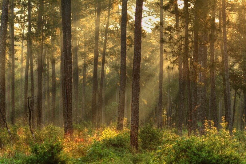 Lindell Dillon - Light in the forest