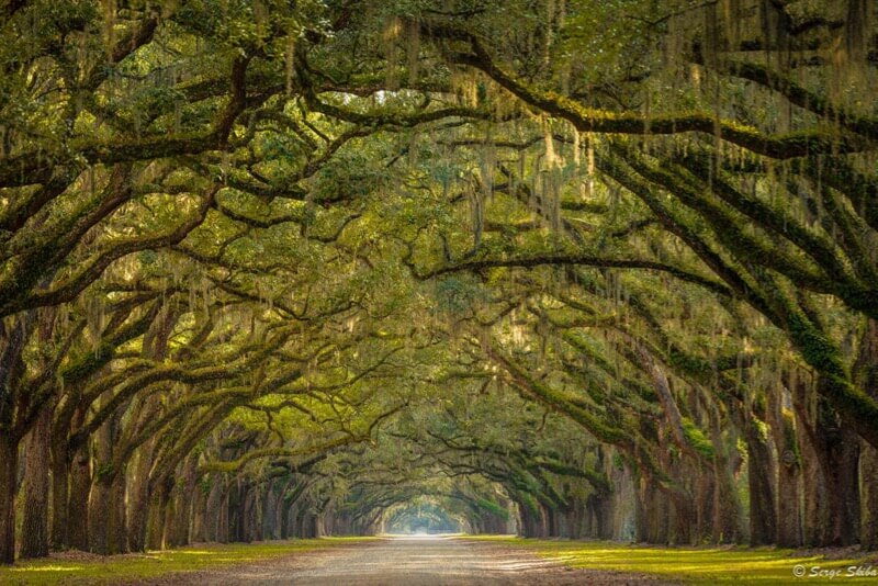 Serge Skiba - Wormsloe Plantation