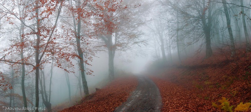Fotis Mavroudakis - Foggy autumn forest road