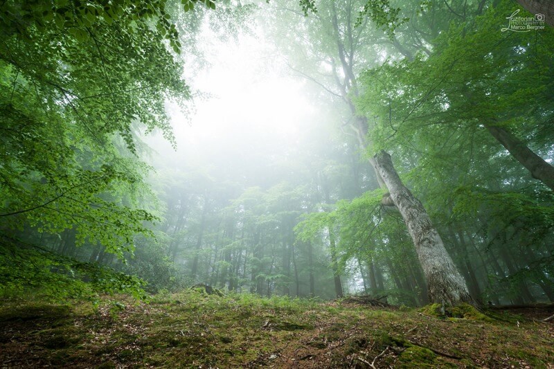 Marco Bergner - Enchanted Forest