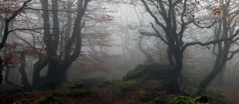 Julio López Saguar - Autumn Forest