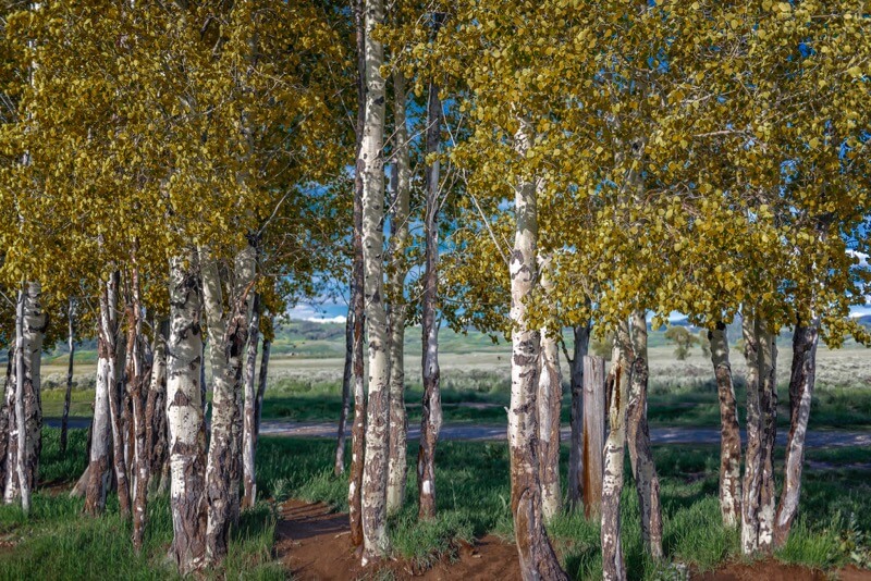 Ken Lane - Aspens at Mormon Row Historic District