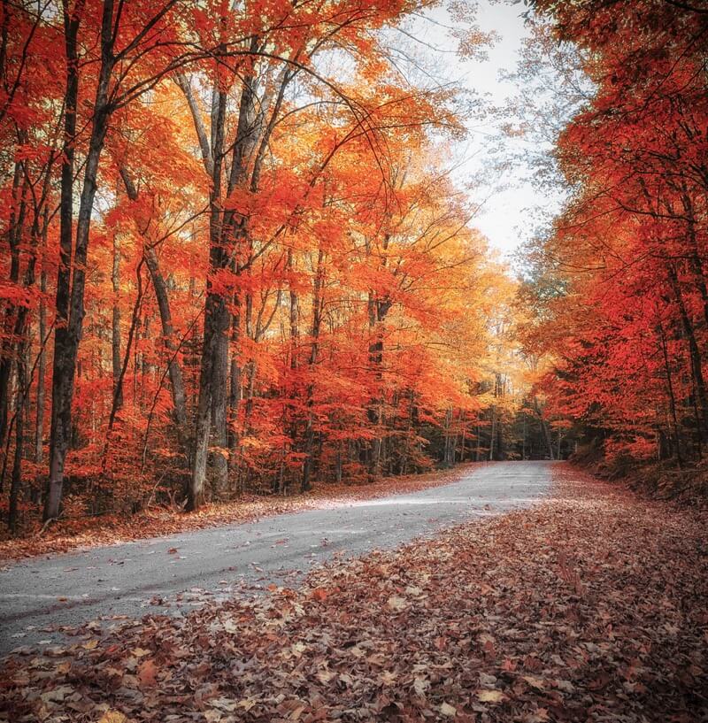 autumn road