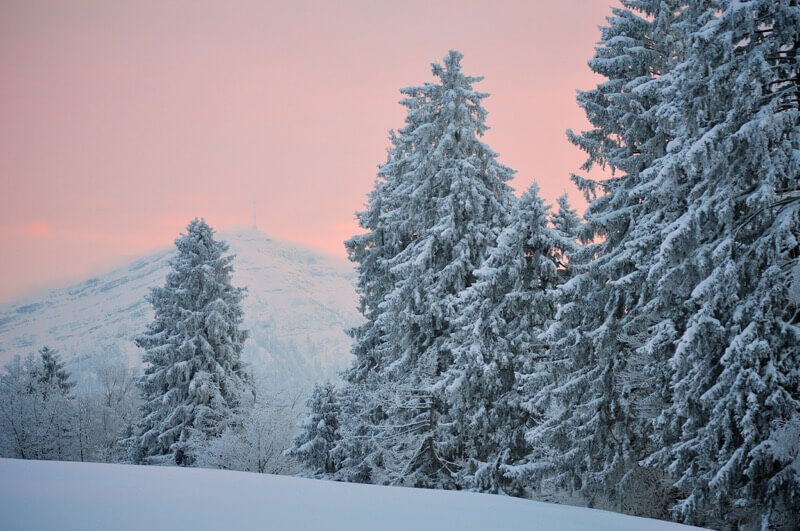 snow covered pine trees