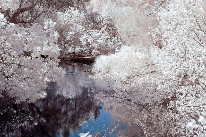 icy trees