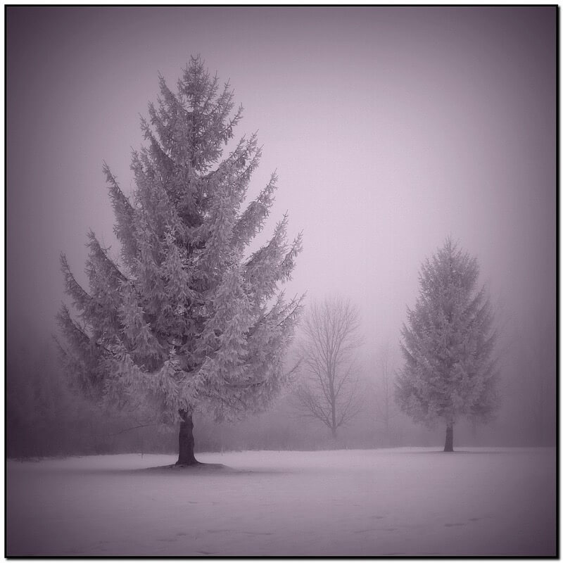 John Church snow mist trees