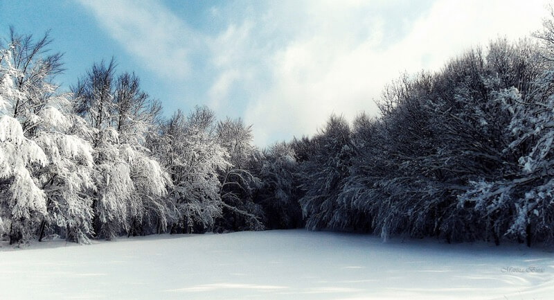 Marina Buric snow forest