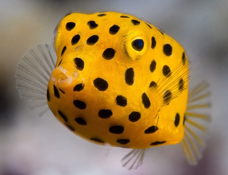 Yellow boxfish, juvenile - Ostracion cubicus