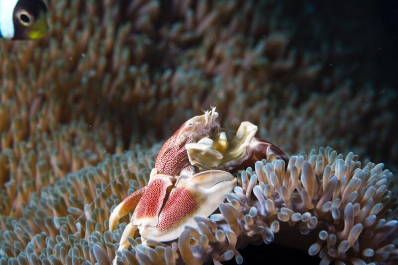 Porcelain Crab - Neopetrolisthes oshimai