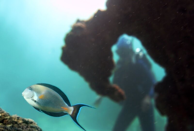 Persian Gulf Kish Island Iran