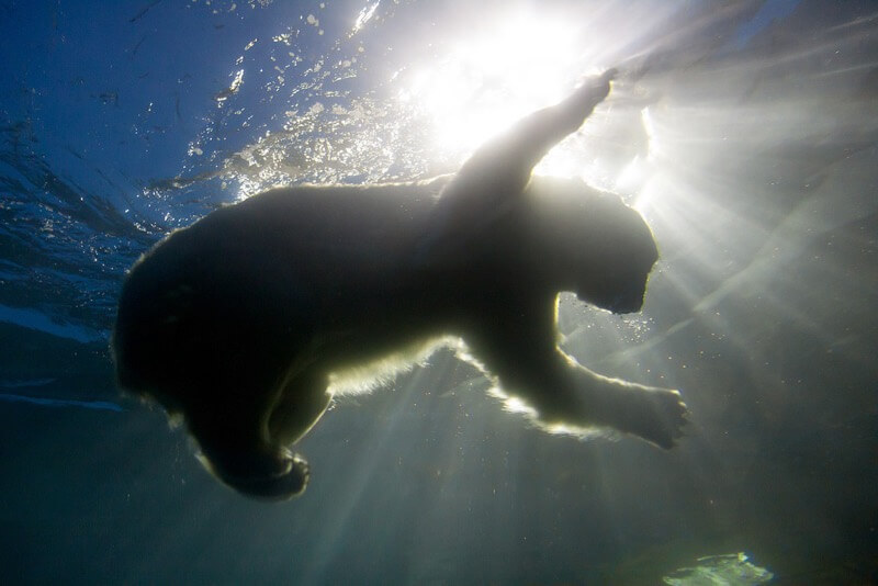 Stig Nygaard - Polar bear