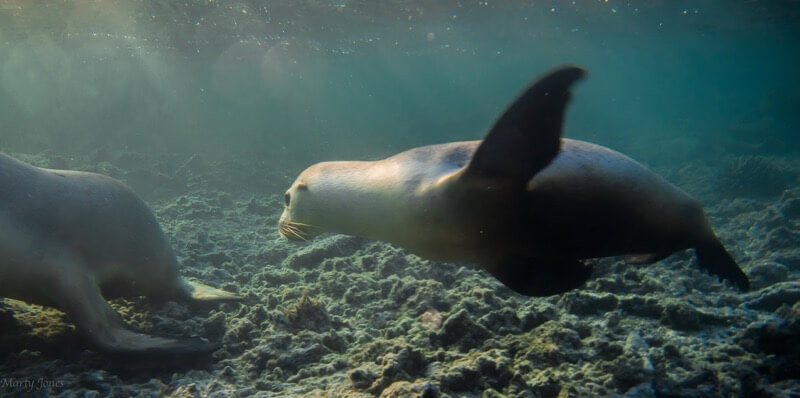 Marty Jones seal