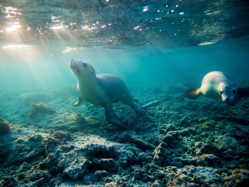 Marty Jones seal