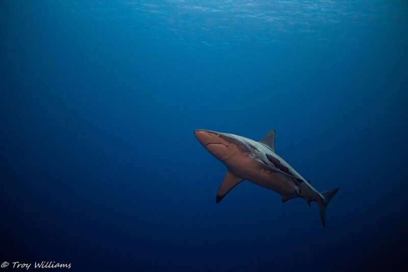 shark