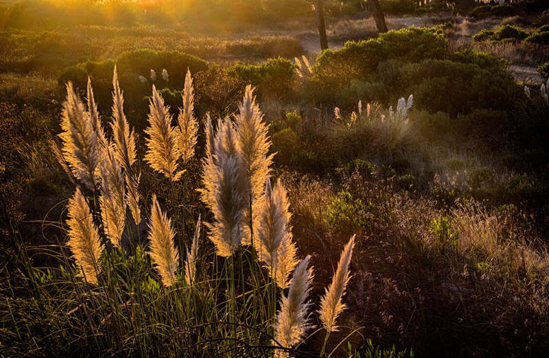 Wilson Silva - At sunrise foxtail