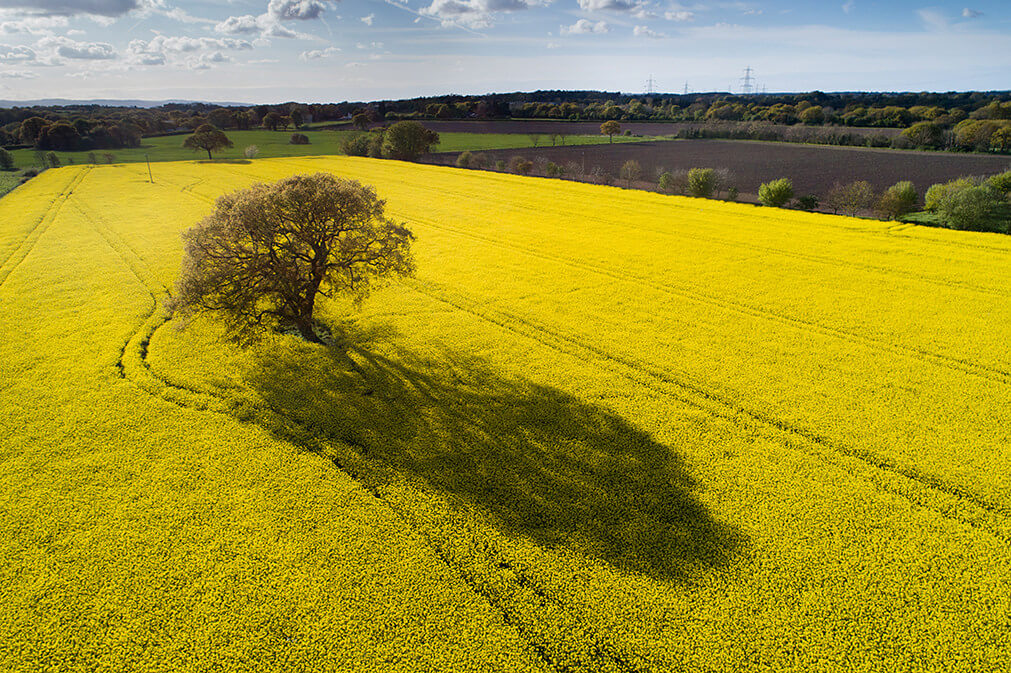 Long Shadows over Rapefield