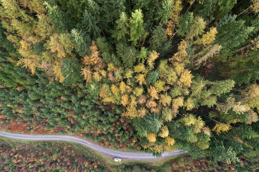 Topdown Autumn Trees