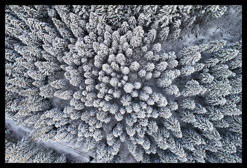 snow on trees