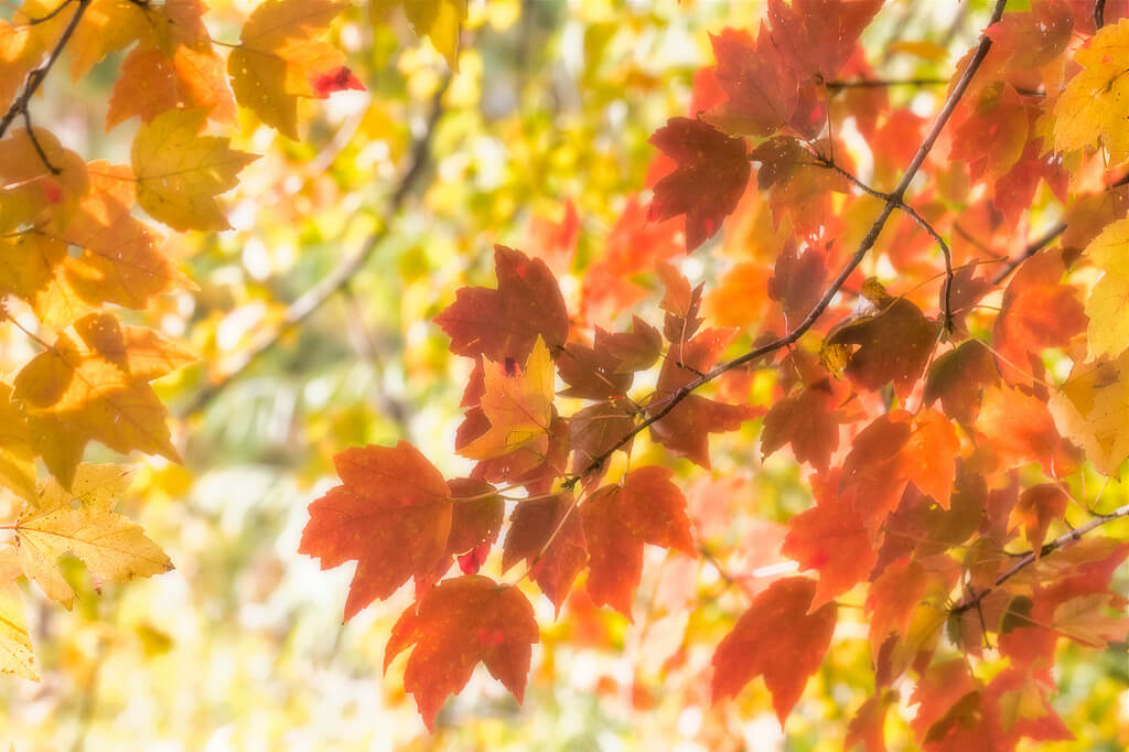 norasphotos4u - “Digital Sandwiching” or Orton Effect