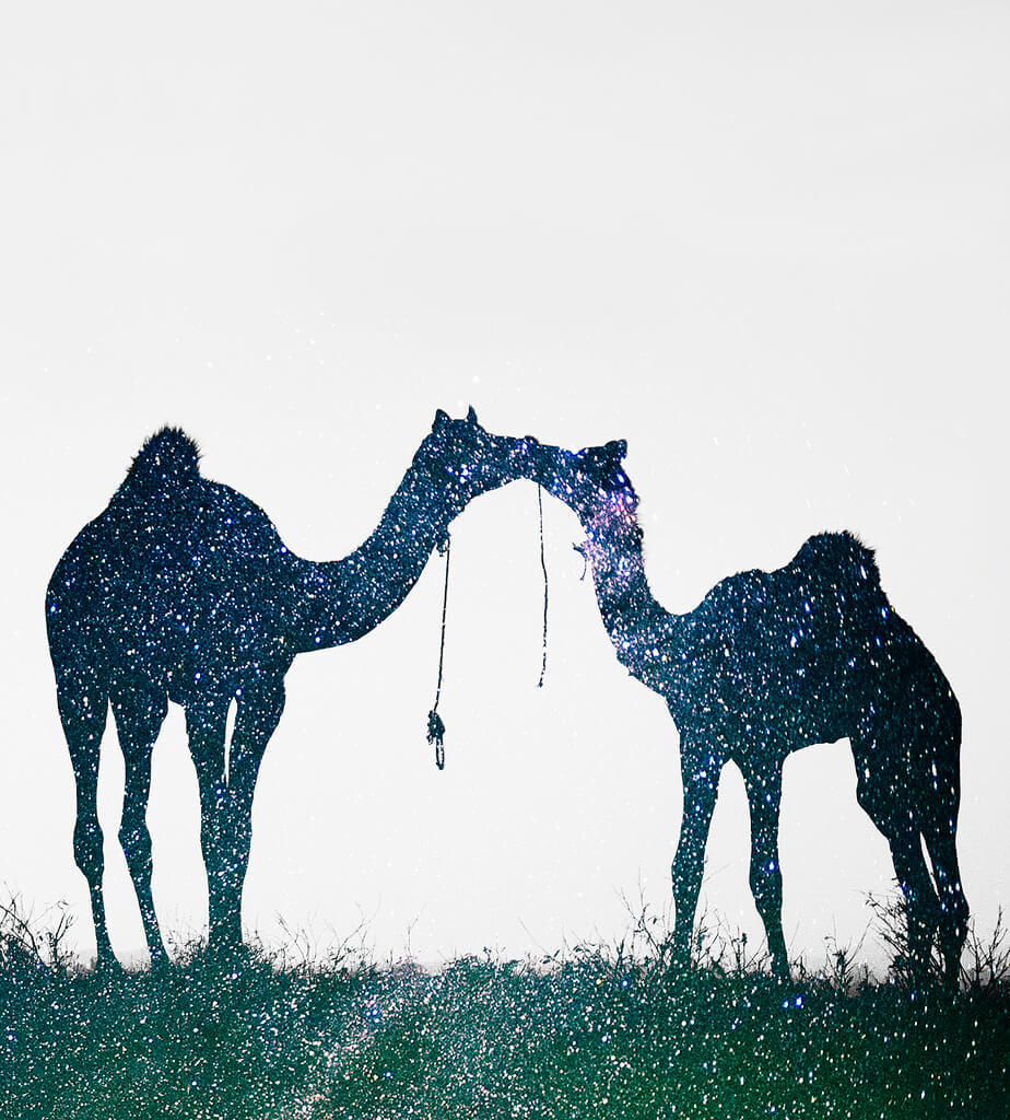 Nimit Nigam - Stars camels