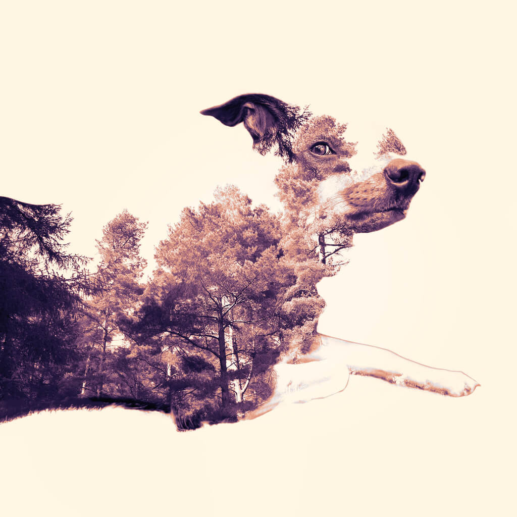 Gideon Way - dog forest composite