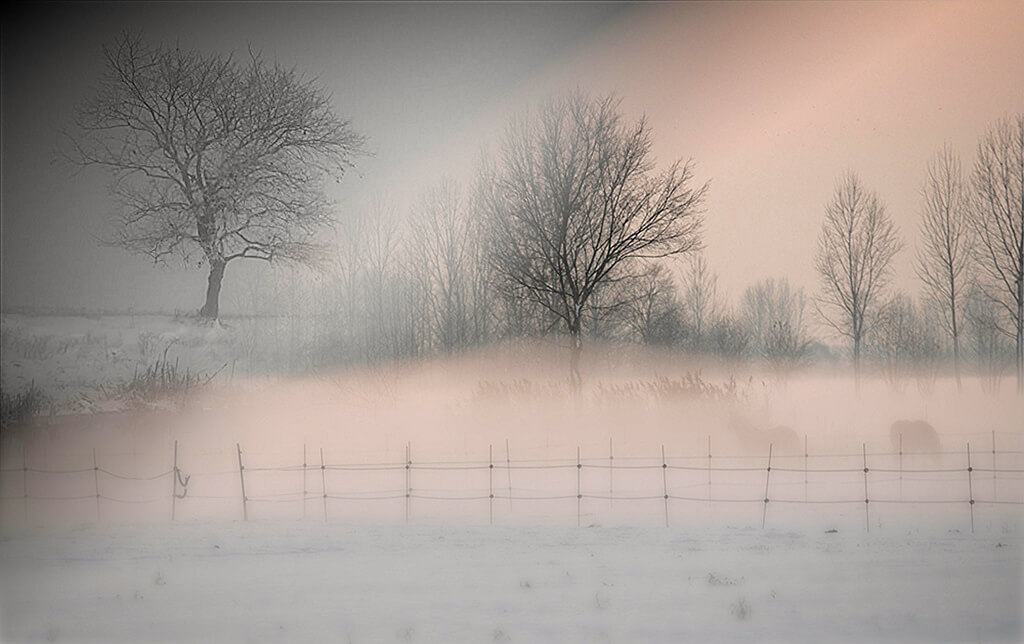 trees in mist