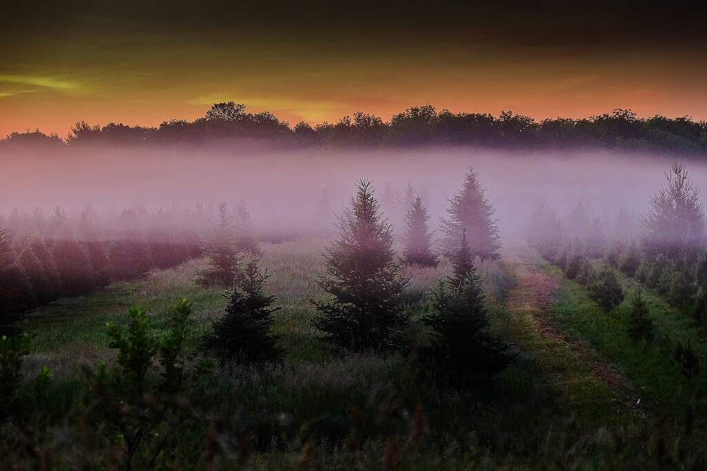 Tim Vrtiska - Tree Farm