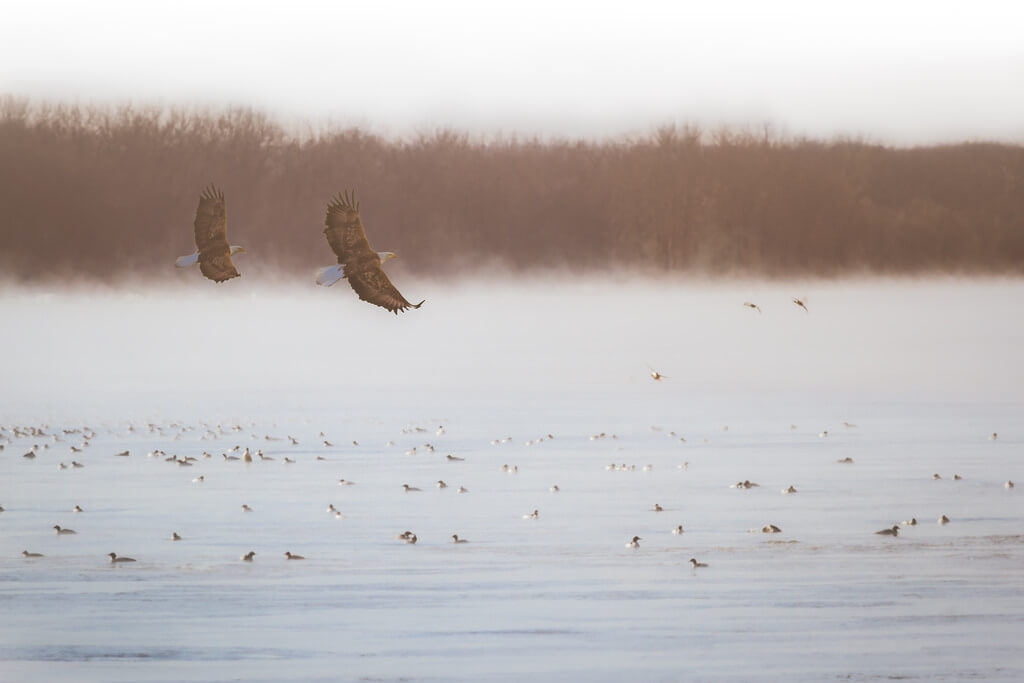TroyMarcyPhotography - Foggy Morning on the Mississippi