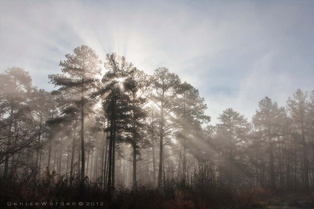 Denise Worden fog trees