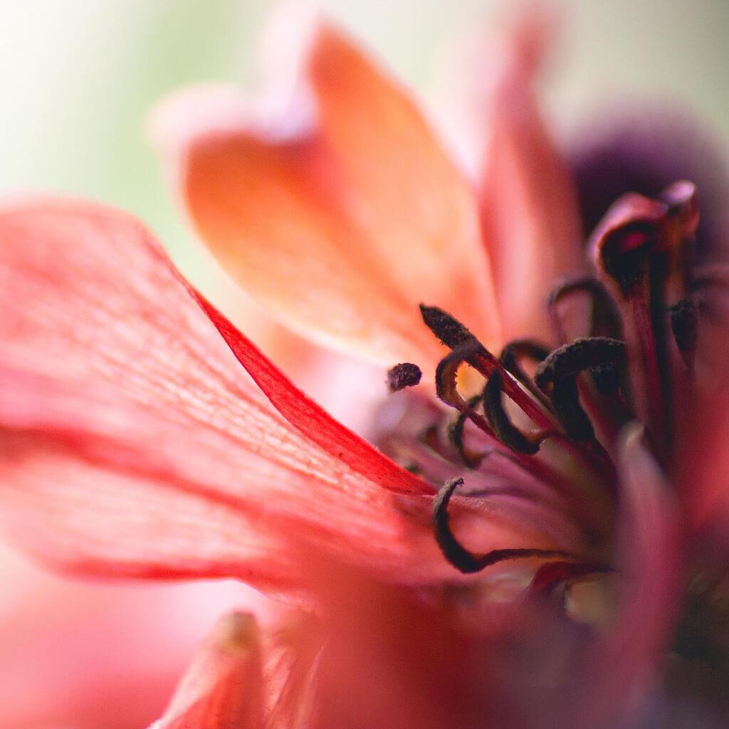 R Casey - soft light flower